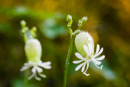 Outdoor garden with small white flower producing large seed headの写真素材