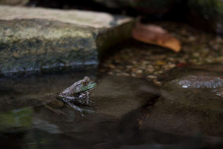 Alpha Reptile showing reflection in Waterの写真素材