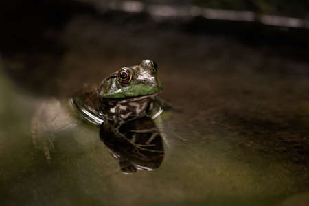 Alpha Reptile showing reflection in Waterの写真素材