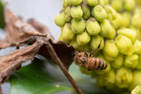 Pollinator on petals Mahonia japonica in late winter