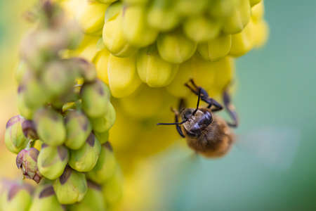Pollinator on petals Mahonia japonica in late winterの写真素材