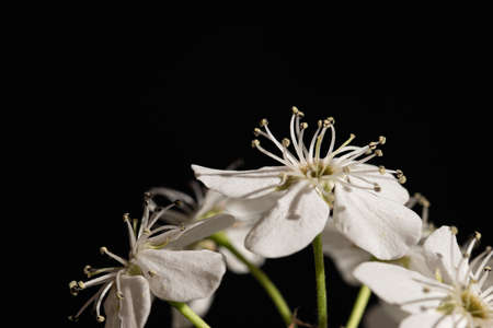 Flowering Pear Pyrus callaryana Blooming White in Spring