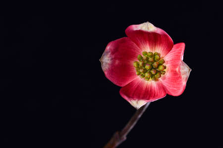 Cornus pink Dogwood blooming Close Upの写真素材