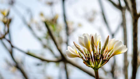 Beginning of Plumeriaの写真素材