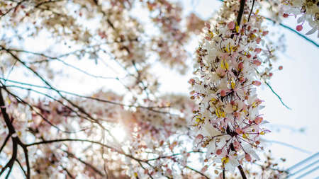 Cassiaの写真素材