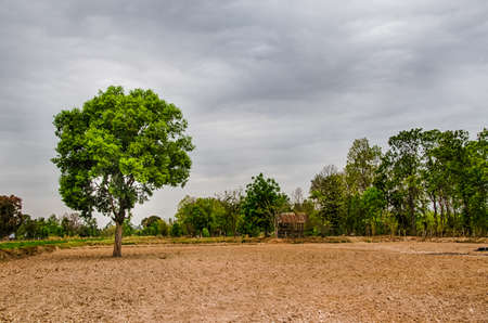 Gant Tree in the middle of Stormの写真素材
