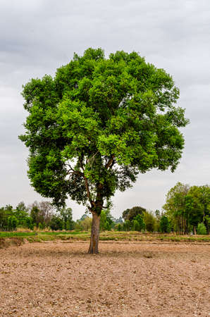 Gant Tree in the middle of Stormの写真素材