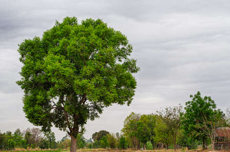 Gant Tree in the middle of Stormの写真素材