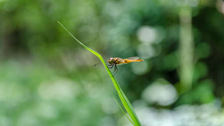 Yellow dragonfly on a green sharp leafの写真素材