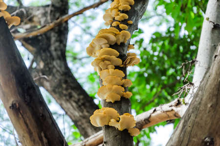 Mushroom is swallowing a branch on the treeの写真素材