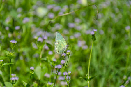 A tiny butterfly standing on a violet flower