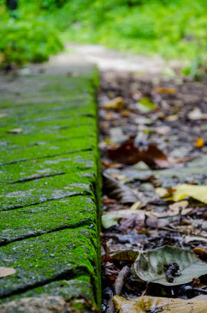 The mossy path way on the mountain leads to the villageの写真素材