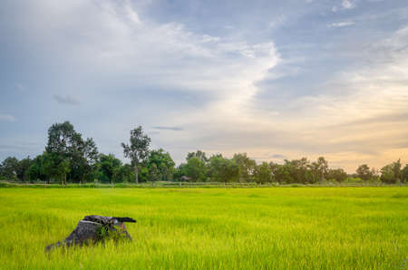 Growing rice is the main occupation in rural area
