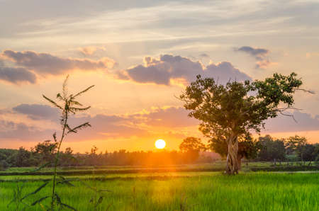 Nice giant tree in front of the big oragnge sun and rice fieldの写真素材