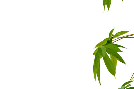 couple of detail isolated leaves in high resolutionの写真素材