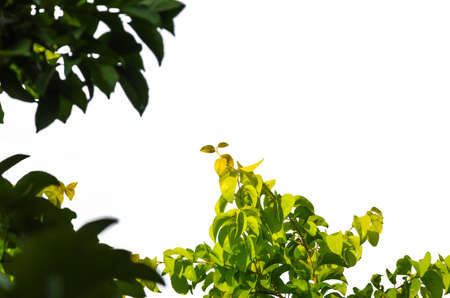couple of detail isolated leaves in high resolutionの写真素材