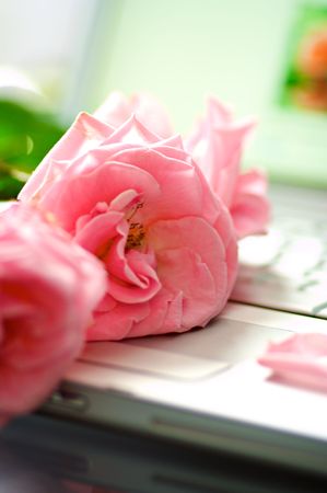 rose lays on the keyboard の写真素材