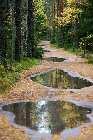 Forest road in pine wood after a rain.の写真素材
