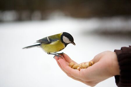 A close up of a bird. Sits on fingers of the young girl and eats nuts.の写真素材