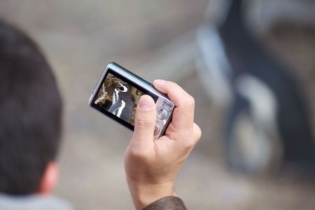 Image of man photographing penguins.の写真素材