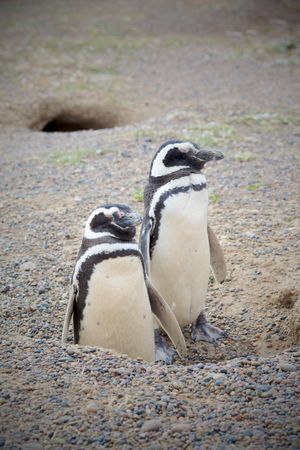 Image of two penguins standing on the feet. 	Nest in the background. Vertical angle, space for text at the top.の写真素材