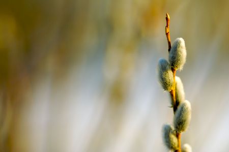 A spring willow twig with space for text.の写真素材
