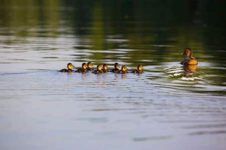 Duck with a group of ducks swimming on the lake. Horizontal picture. Lots of space for text. Photo taken during sunsetの写真素材