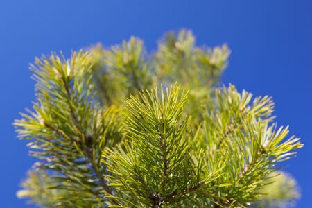 Nature background of the pine boughs close-up.