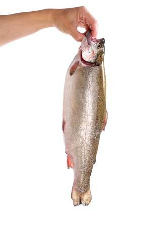 Hand holding trout against white background  Available space for text の写真素材