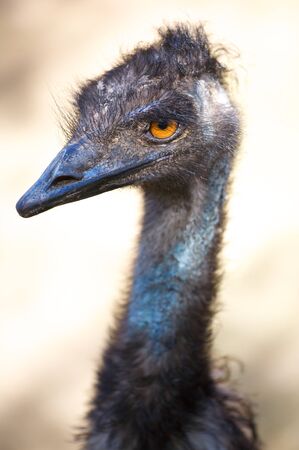 Outdoor image of haed ostrichの写真素材