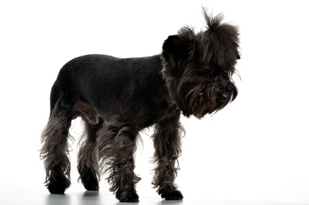 The dog costs having hung a head  Image isolated in my studio の写真素材