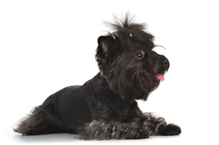 Small doggie lies  Image isolated in my studio の写真素材