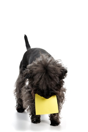 The dog holds a yellow piece of paper in a teeth  On it your text can be written  Image isolated in my studio の写真素材