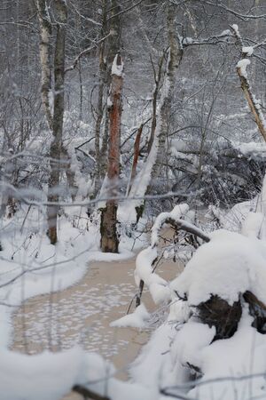 Frozen river in winter forestの写真素材
