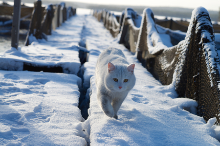 A white cat walking in the snow on a trout farm.の写真素材