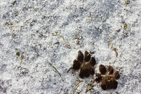 Two dark trace cat paws on the ground covered with fresh white snow.の写真素材