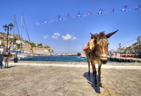 A donkey at the Greek island, Hydraの写真素材