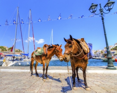 Two donkeys at the Greek island, Hydra の写真素材