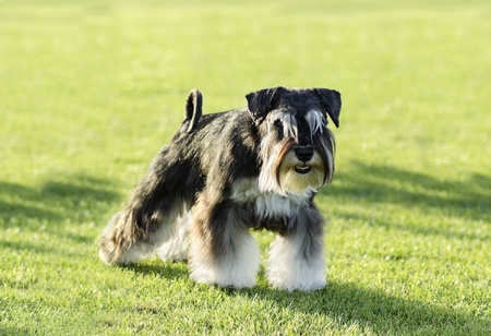 A small black and silver Miniature Schnauzer dog standing on the grass, looking very happy. It is known for being an intelligent, loving, and happy dogの写真素材