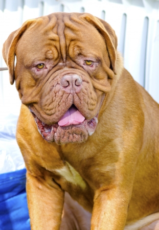 A close up of a young, beautiful, reddish brown, mahogany, Neapolitan Mastiff dog sitting, distinctive for its hanging wrinkles that fold on the head and wide, flat massive head.の写真素材