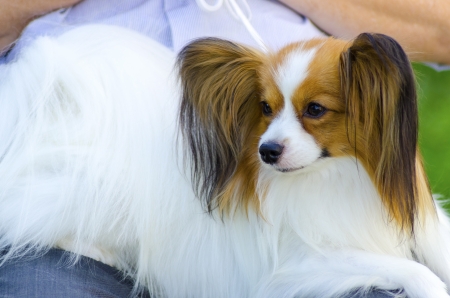 A small white and red papillon dog (aka Continental toy spaniel) sitting on its owner's laps looking very friendly and beautifulの写真素材