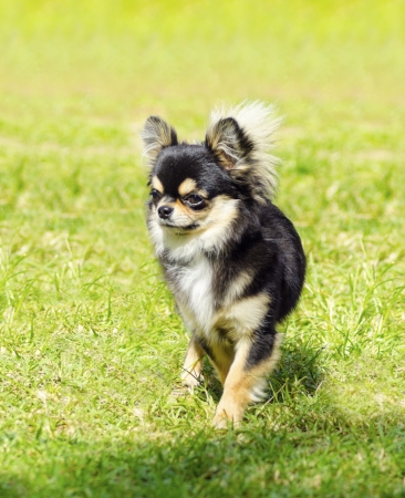 A small, young, beautiful, black and tan, cream, long coated Chihuahua standing on the lawn. Chihuahua dogs are the smallest in size.の写真素材