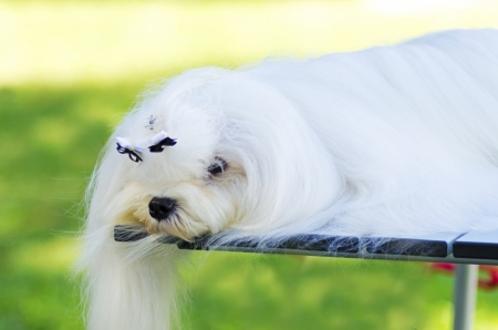 A view of a small, young and beautiful Maltese show dog with long white coat sleeping. Maltese dogs have silky hair and are hypoallergenic.の写真素材