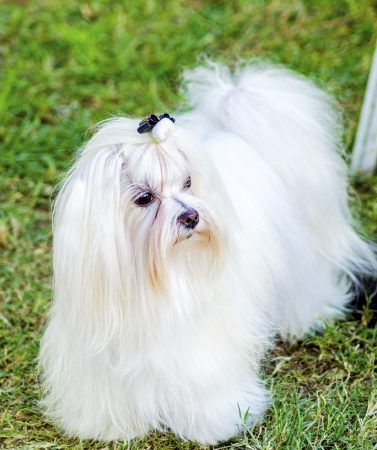 A view of a small, young and beautiful Maltese show dog with long white coat standing on the lawn....