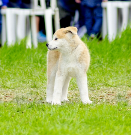 A young beautiful white and red Akita Inu puppy dog standing on the lawn. Japanese Akita dogs are distinctive for their oriental look and for being courageous.の写真素材