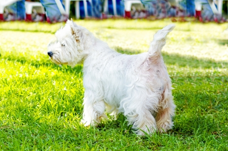 A view of a small, young and beautiful West Highland White Terrier dog standing on the lawn. Westie dogs are very friendly and love companionship.の写真素材