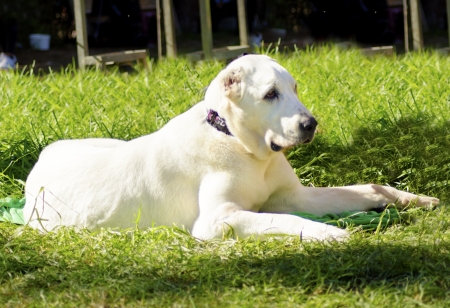 A young beautiful white Central Asian Shepherd Dog sitting on the grass looking lazy and aloof. 