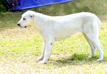A young beautiful white Central Asian Shepherd Dog standing on the grass. The Central Asian Ovtcharka is a large robust dog, usually with small cropped ears and thick double coat.の写真素材