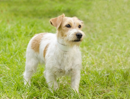 Rough coated Jack Russell Terrier, standing Rough coated Jack Russell Terrier, standing