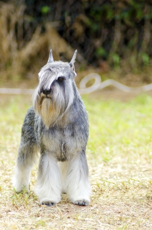 A Small Salt And Pepper Gray Miniature Schnauzer Dog Standing On A Small Salt And Pepper Gray Miniature